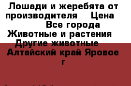 Лошади и жеребята от производителя. › Цена ­ 120 - Все города Животные и растения » Другие животные   . Алтайский край,Яровое г.